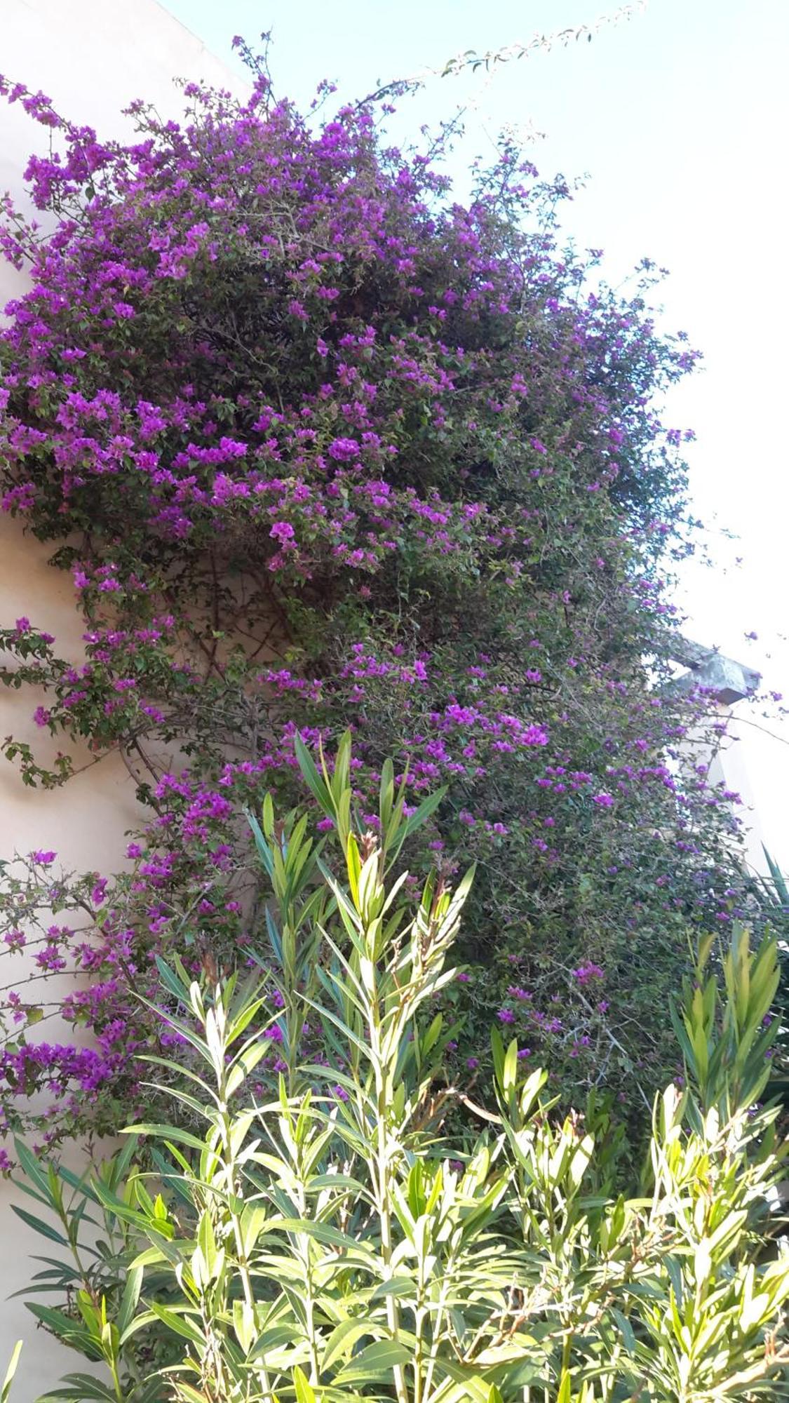 Finca Alqueria Fosca Campos  Exterior foto